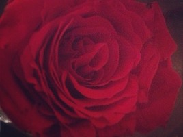 Roses aren't just for Valentine's Day - hint, hint!