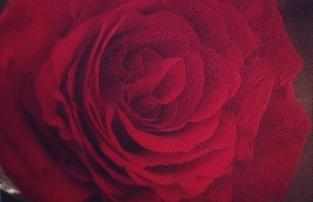Roses aren't just for Valentine's Day - hint, hint!